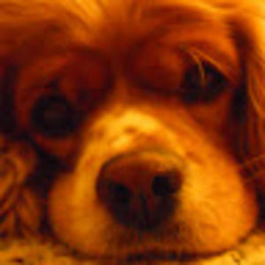 Meet your Posher, Helen